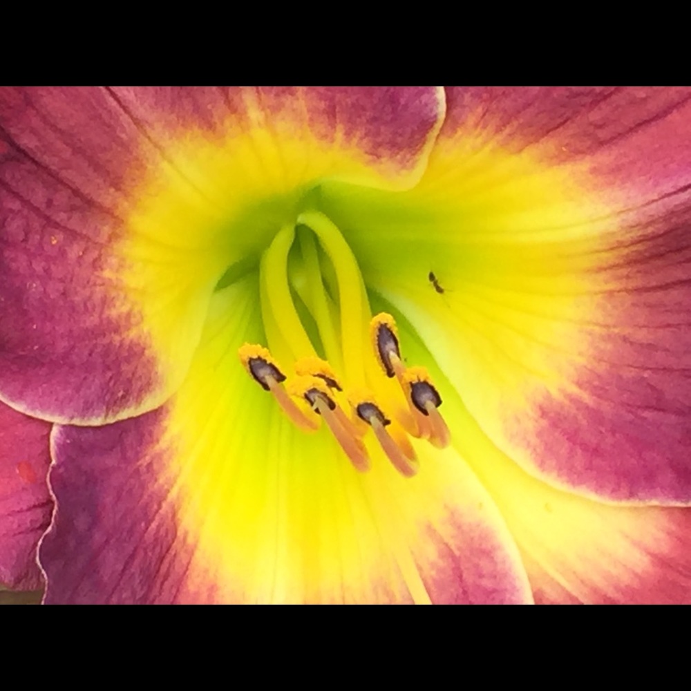 Meet your Posher, Sanna